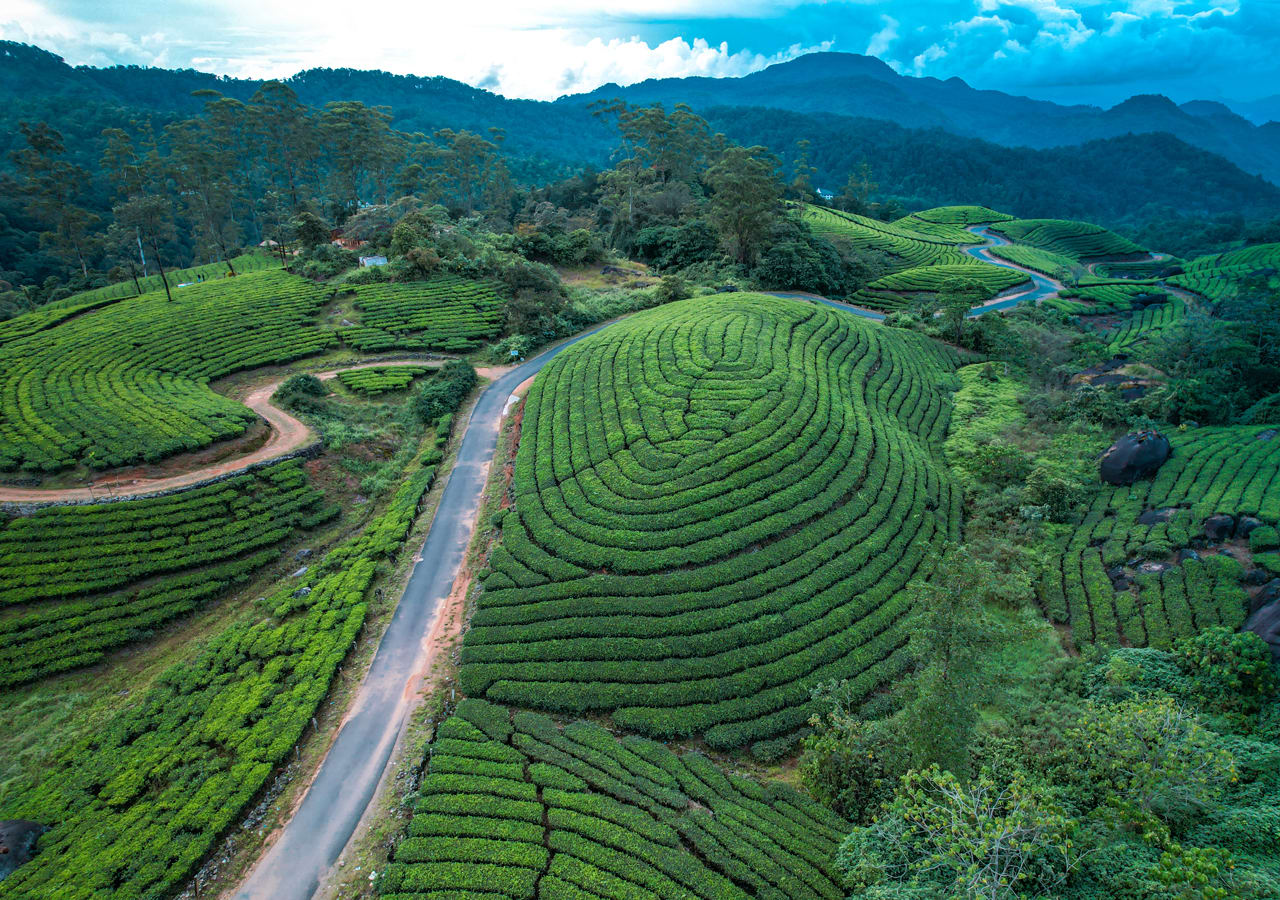 Lost in the Clouds: A Peaceful Getaway to Munnar